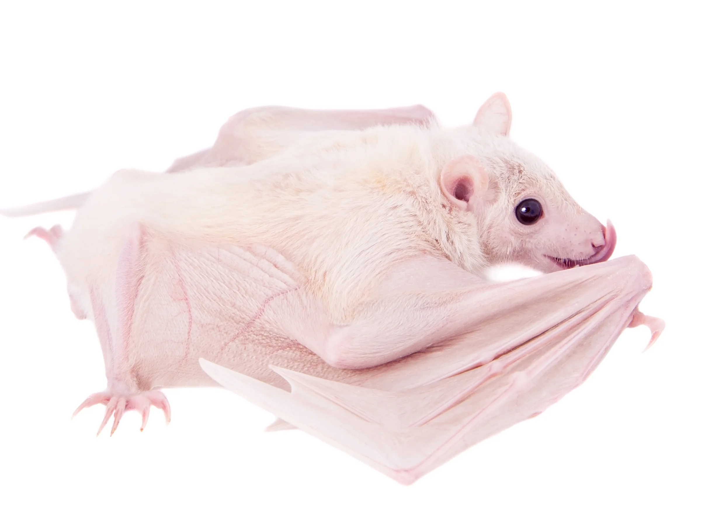 cropped bat.jpg