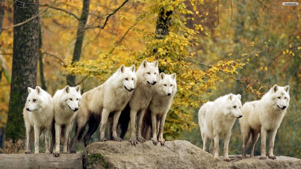 WOLF GROUP.jpeg