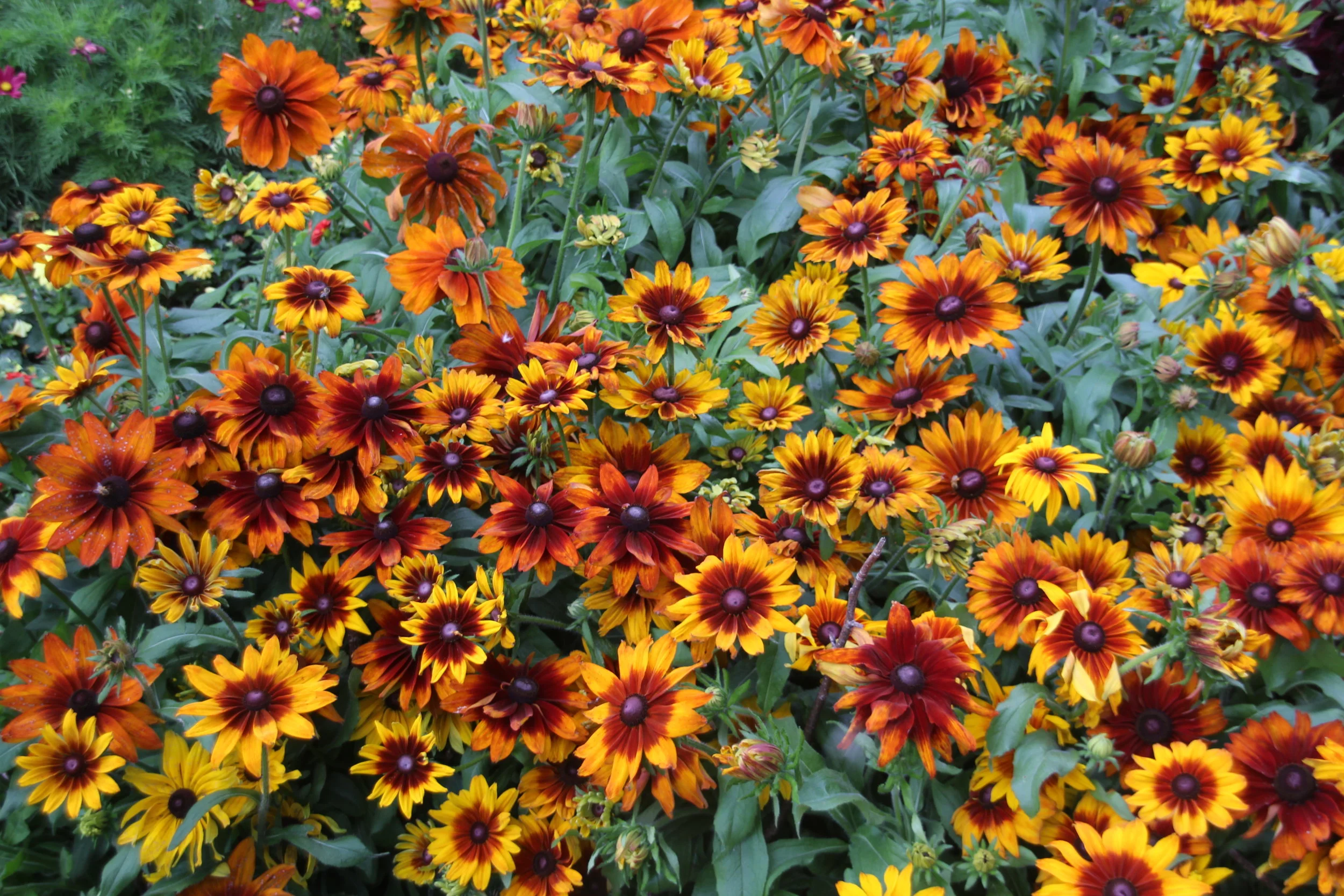 Flowers at St James' Park