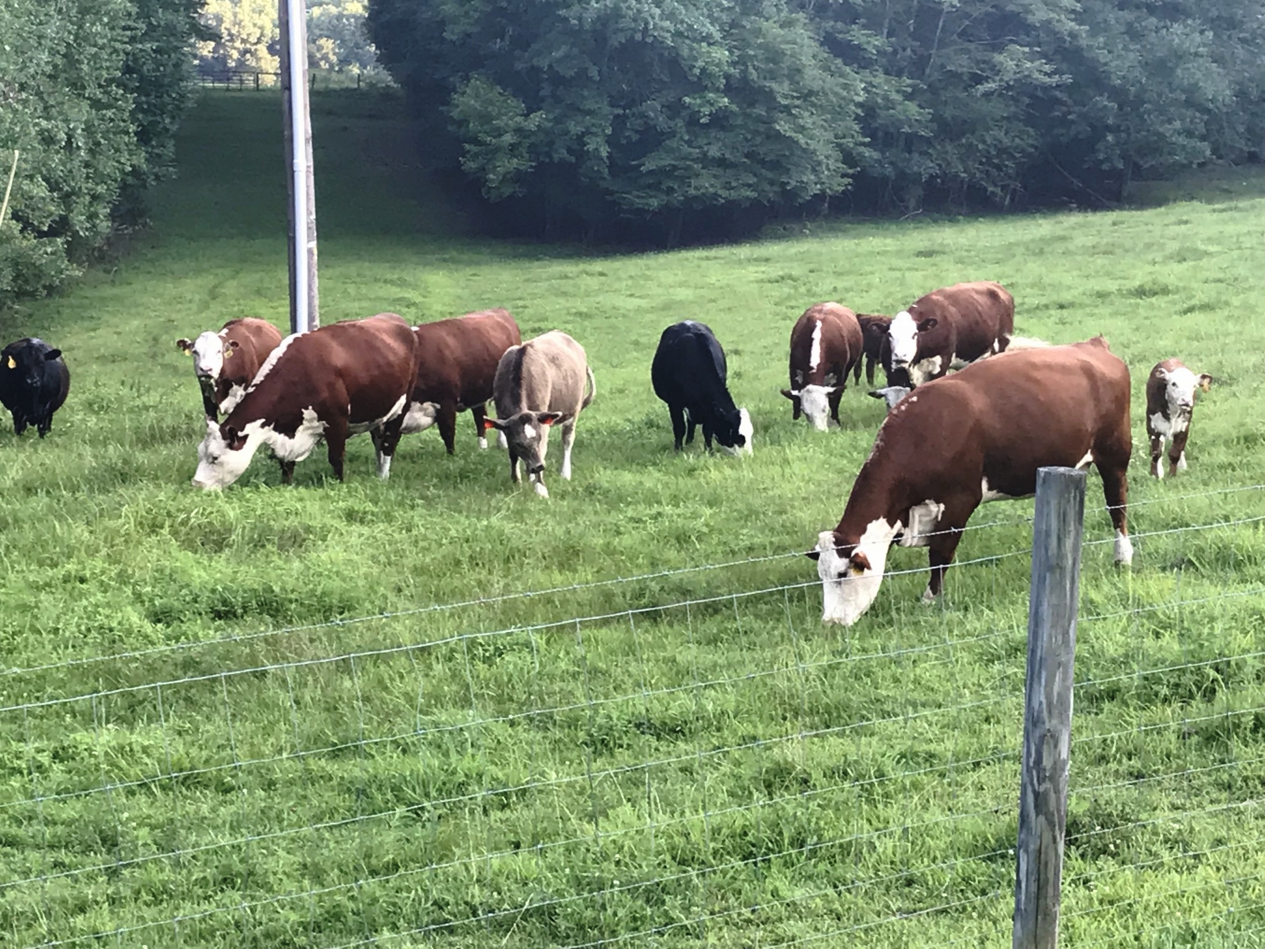 Mikes cows.jpg