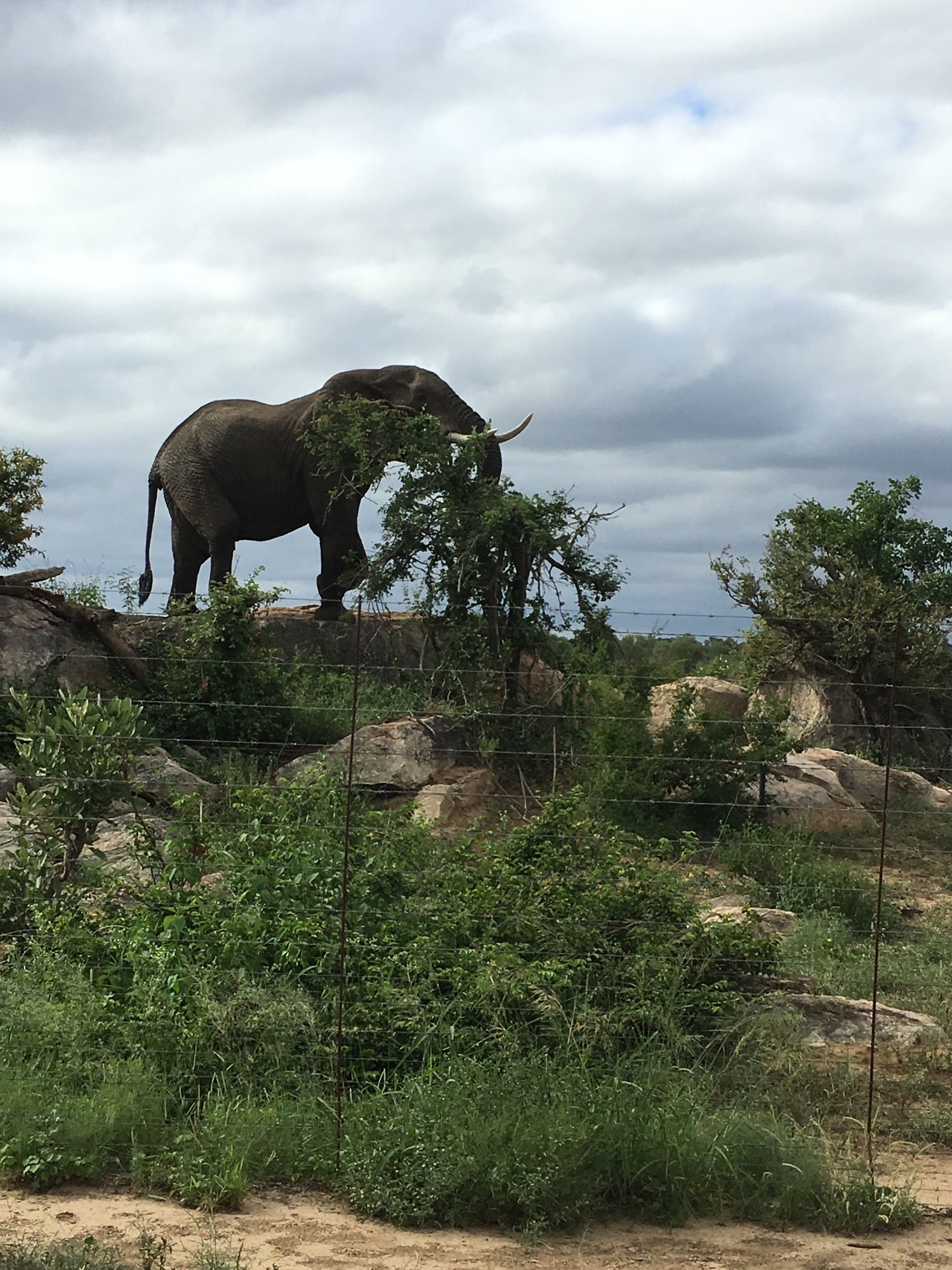 Elephant.jpeg