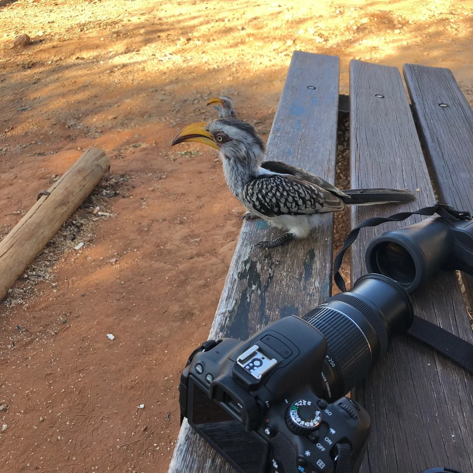Hornbill.jpg