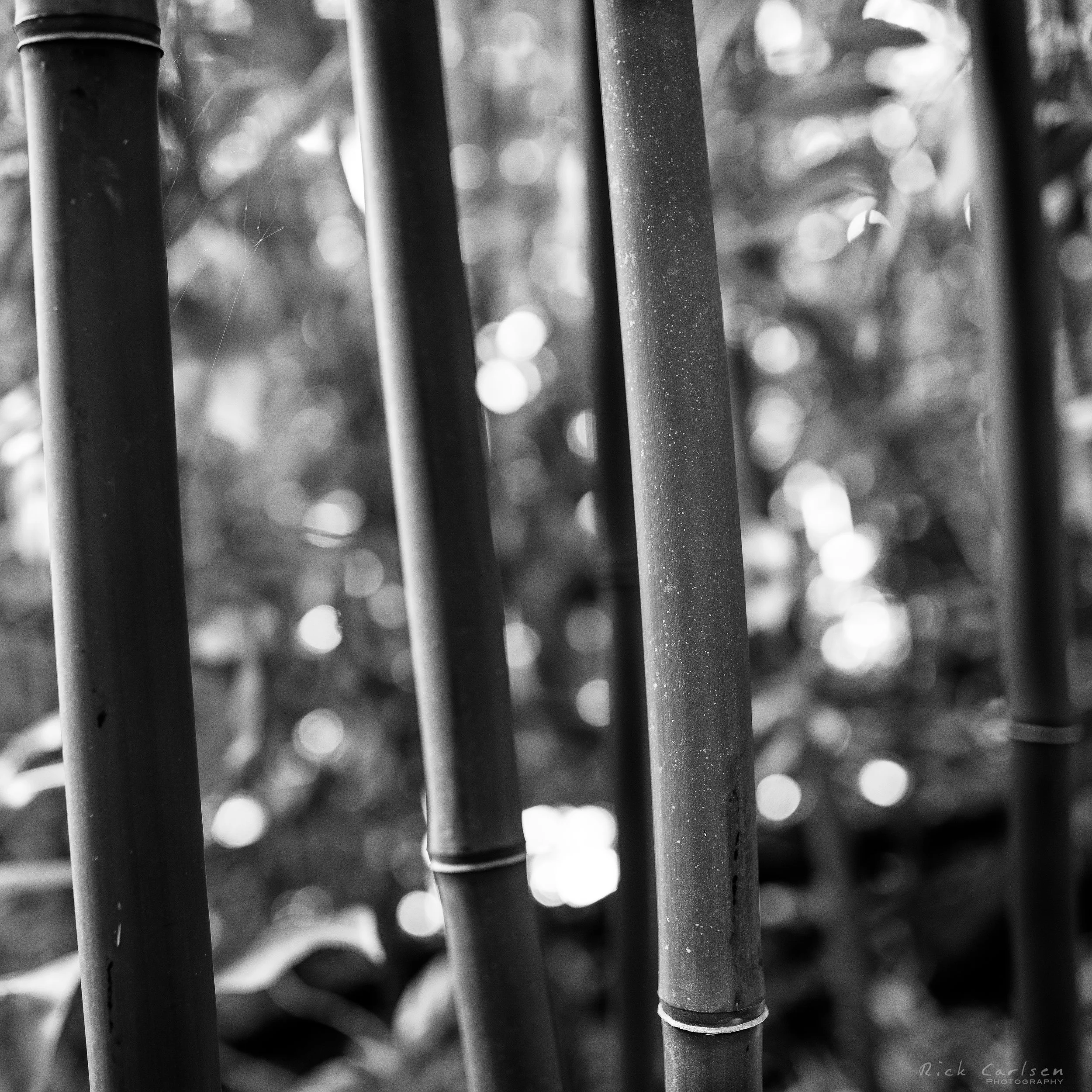 RTC03377-Edit-2.jpg