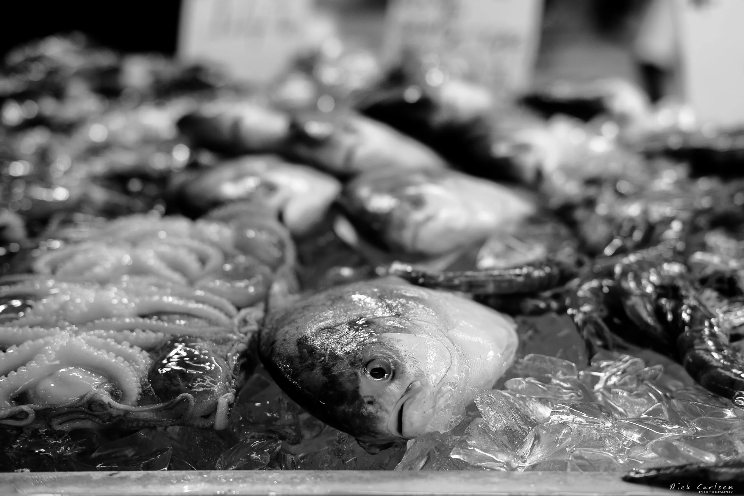 DSCF2249-2-Edit.jpg