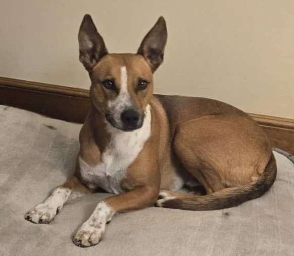 For the Love of Critters