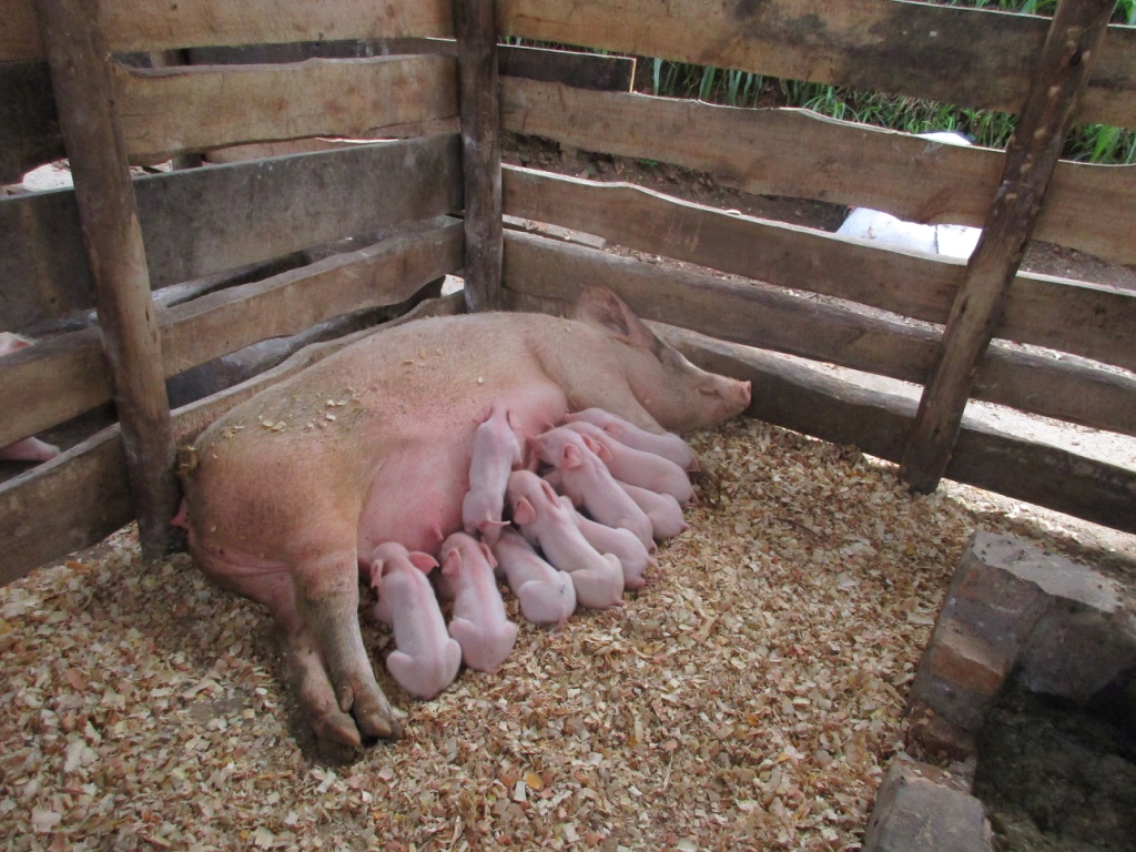 pigs.jpeg