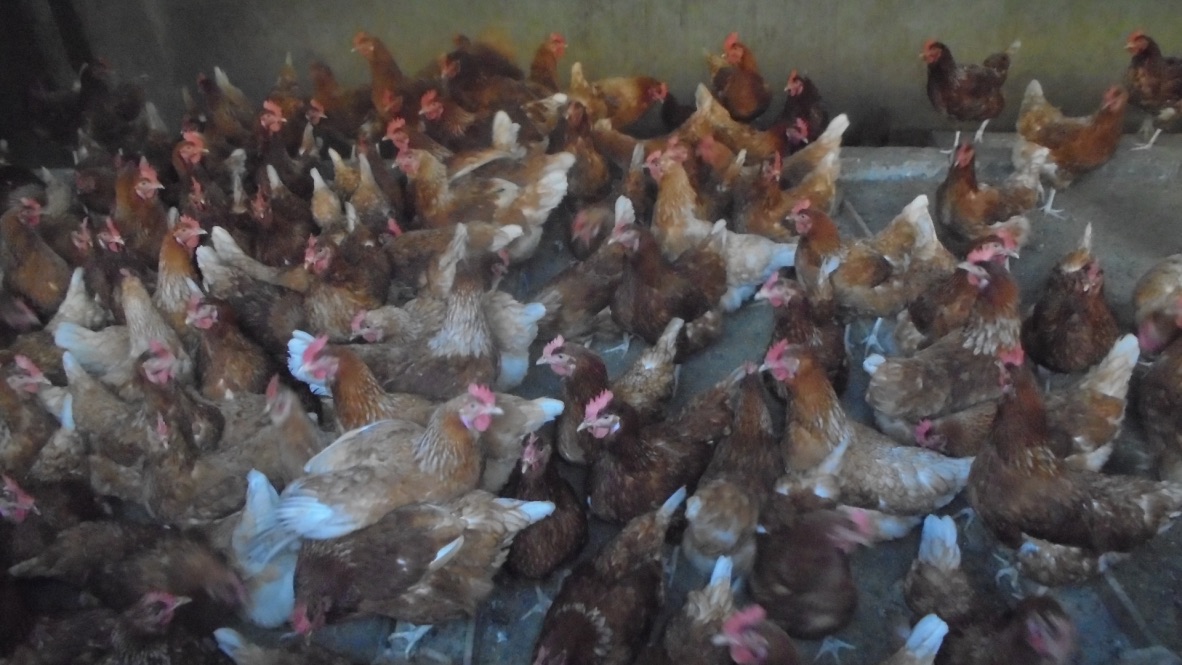 chickens.jpeg