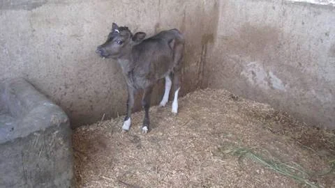 The farm at Urukundo announces, “It’s a girl.”
