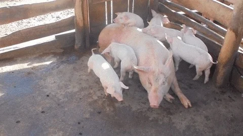 Pigs and piglets