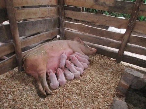 Our mamas produce large litters.