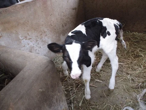 Love the little black and white calves (baby cows).