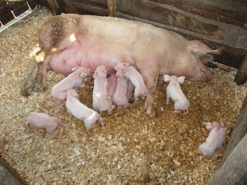 Production continues at the farm. Nine babies. Mama pig looks tired.