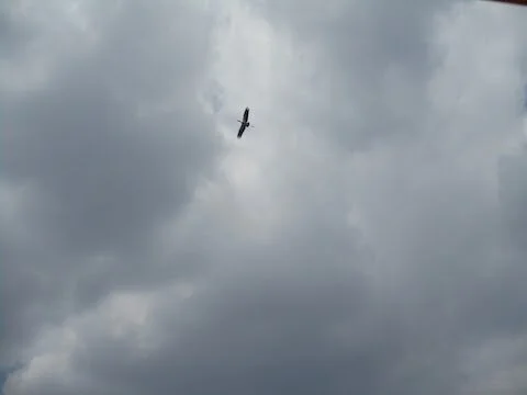 They are beautiful birds in flight.