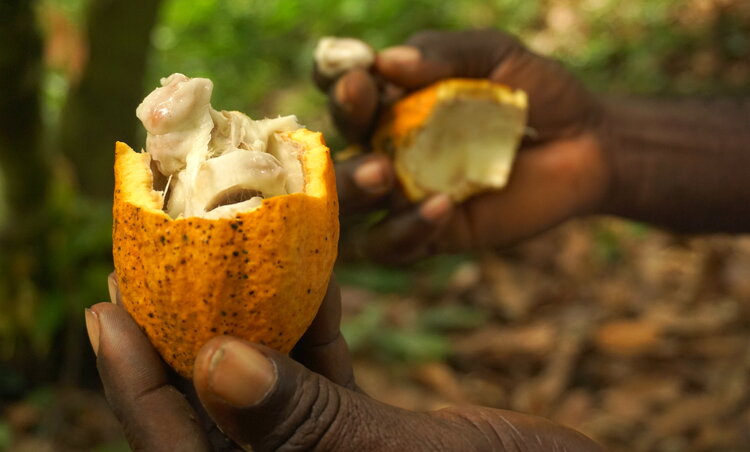 Cacao bean from our family farm in Ghana.