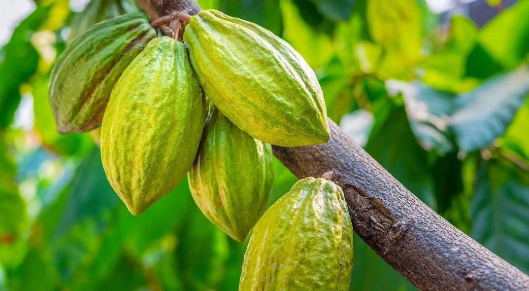 Cocoa Asante