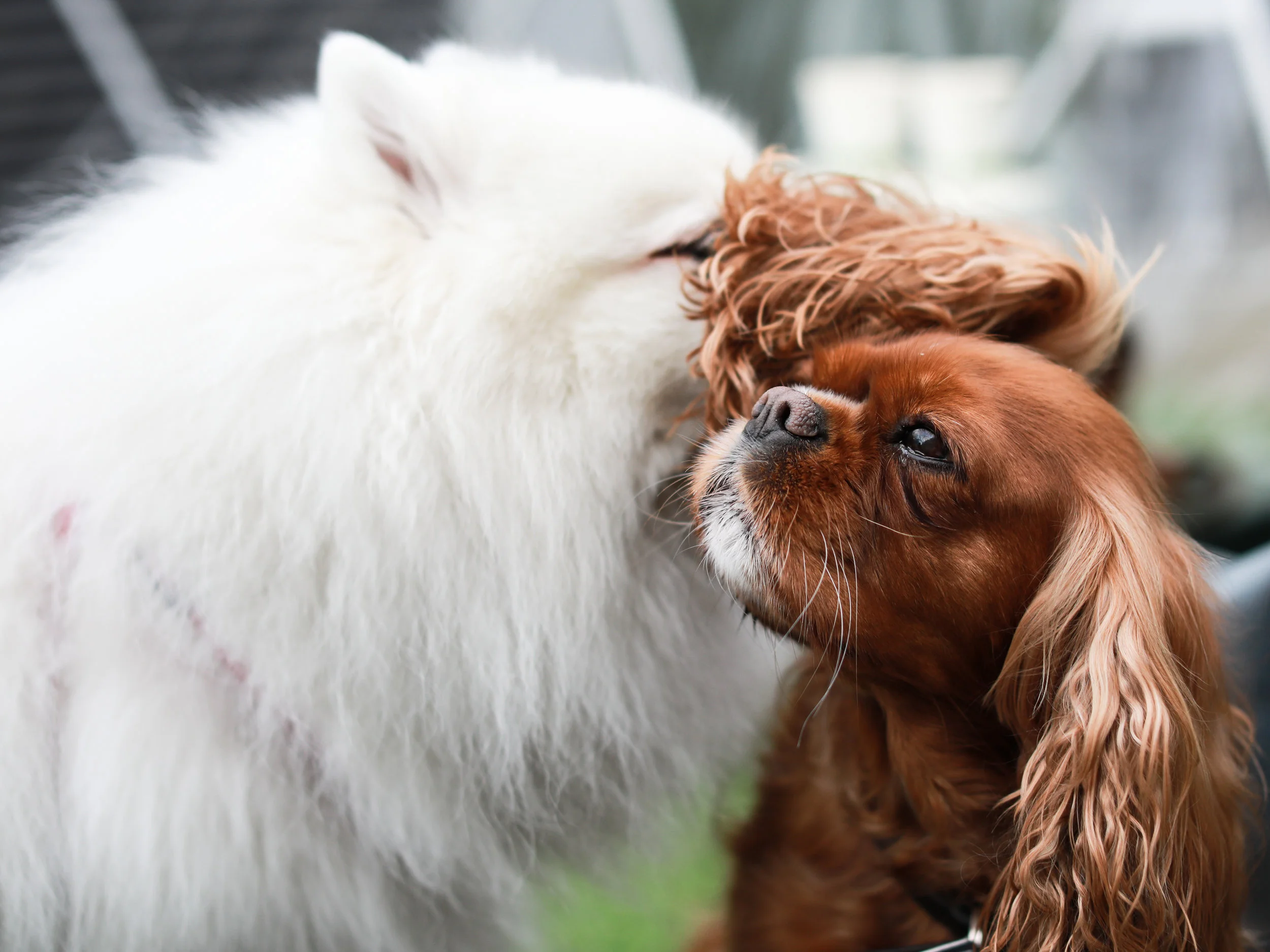 @ameliathecav : @kodathecloud 2 .jpg