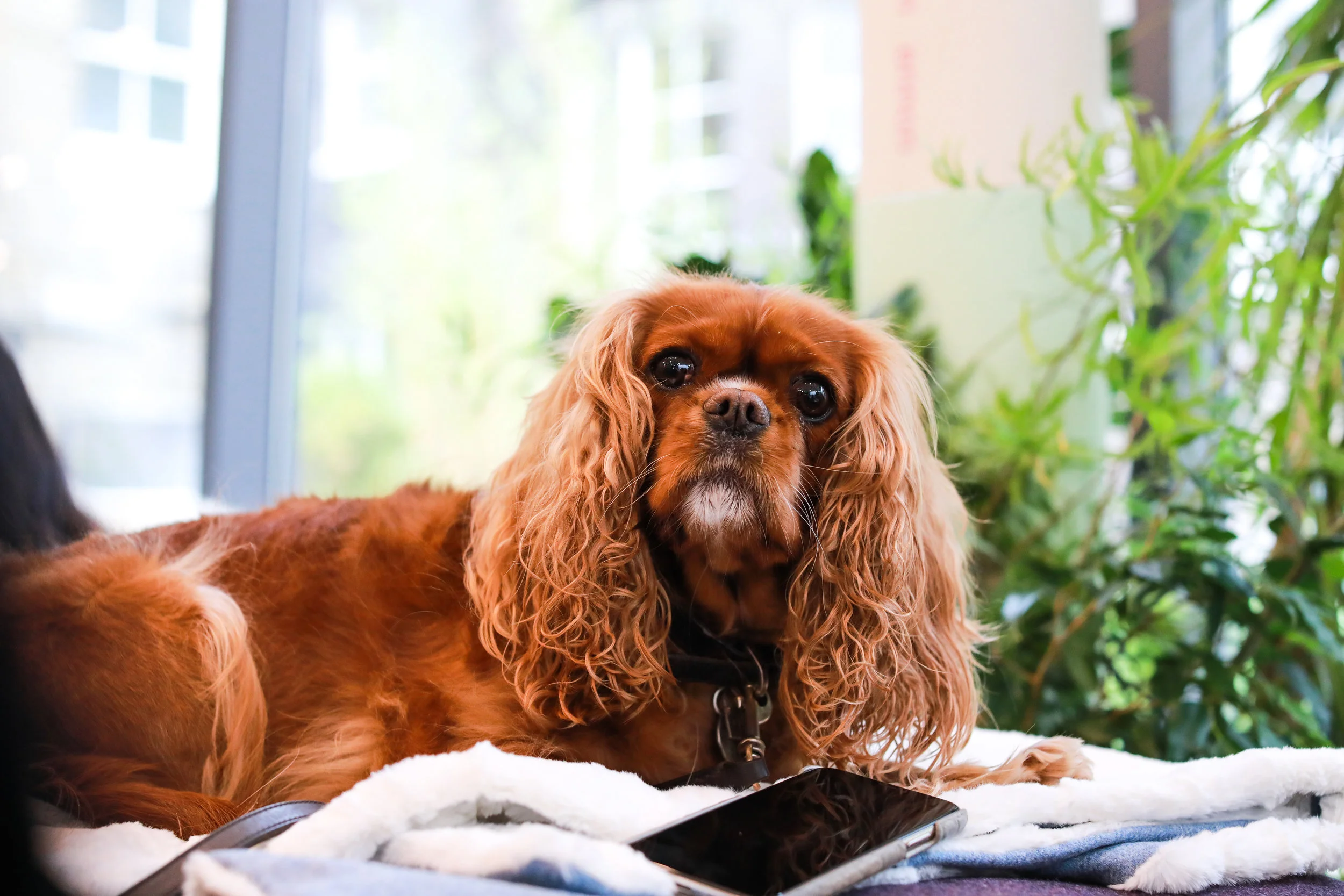 @ameliathecav10.jpg