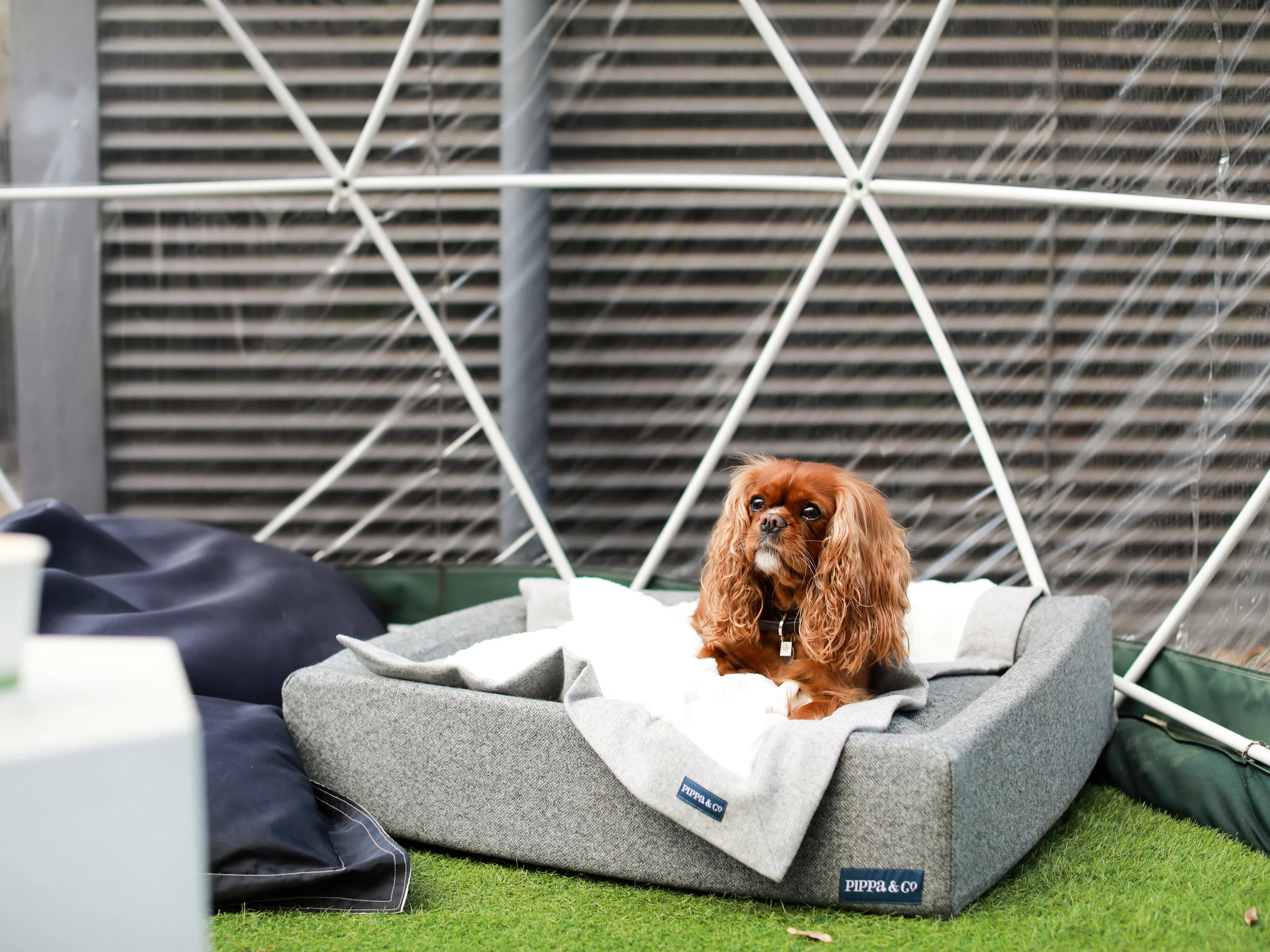 @ameliathecav11: @pippa_and_company.jpg