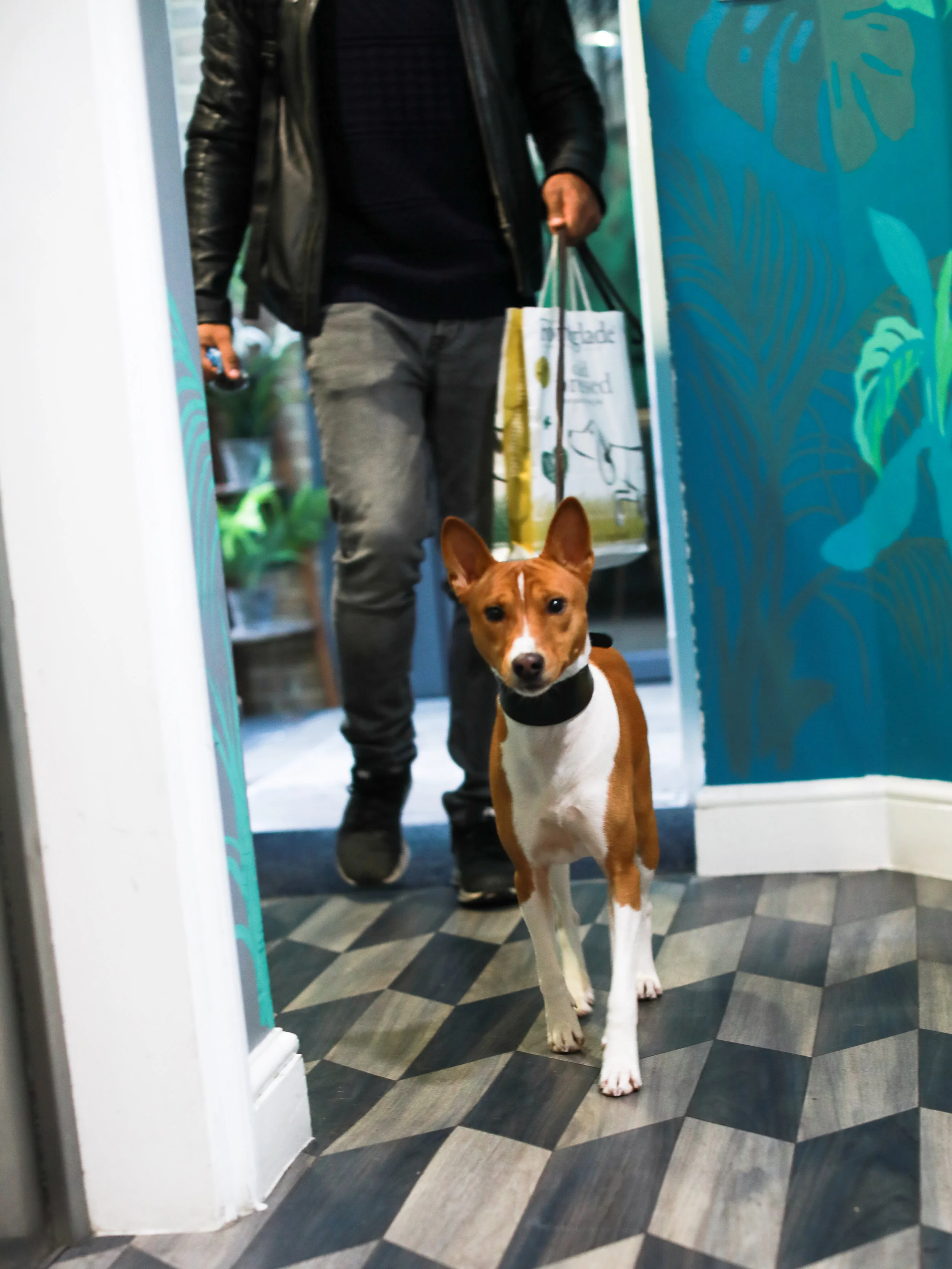 @argothebasenji2.jpg