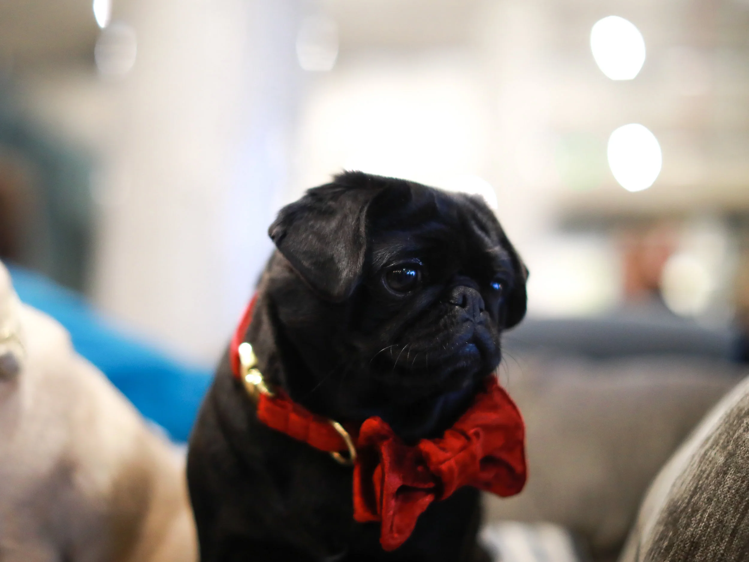 @bella_and_evie_pugs 3.jpg