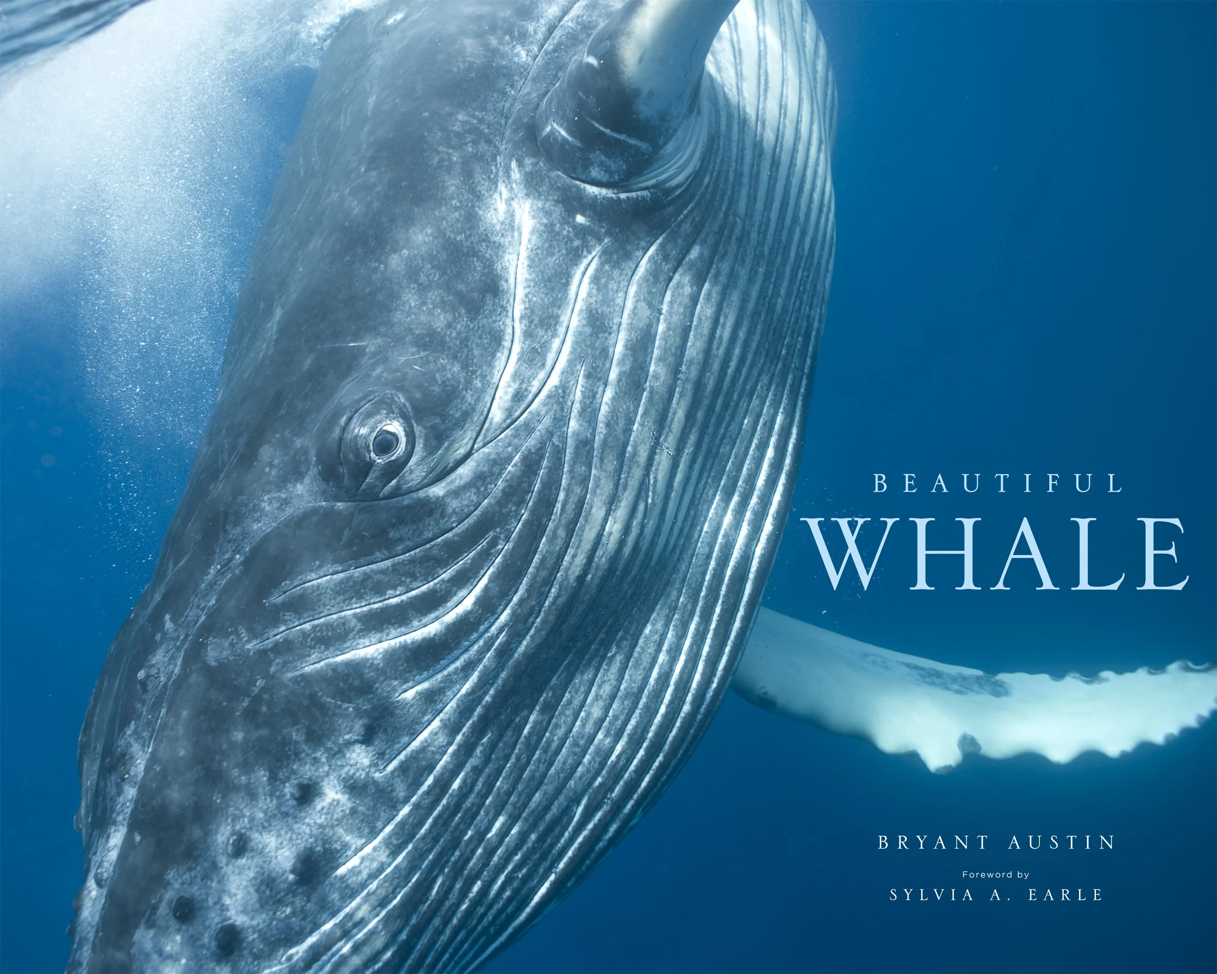 Beautiful Whale , marks the release of Bryant Austin's first photography book, released in April, 2013. Published by Abrams, this 124 page, 12 x 15 inch coffee table book features a forward by Dr. Sylvia Earle, as well as numerous photographs of a whale's eye at 1:1 scale. The book also features full-body photo mosaics reproduced at 1:6 scale that are featured as multiple gate folds up to five feet in width.