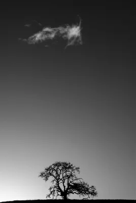 Bryant_Austin_Dual_Canopy_Oak_and_Cloud.jpg
