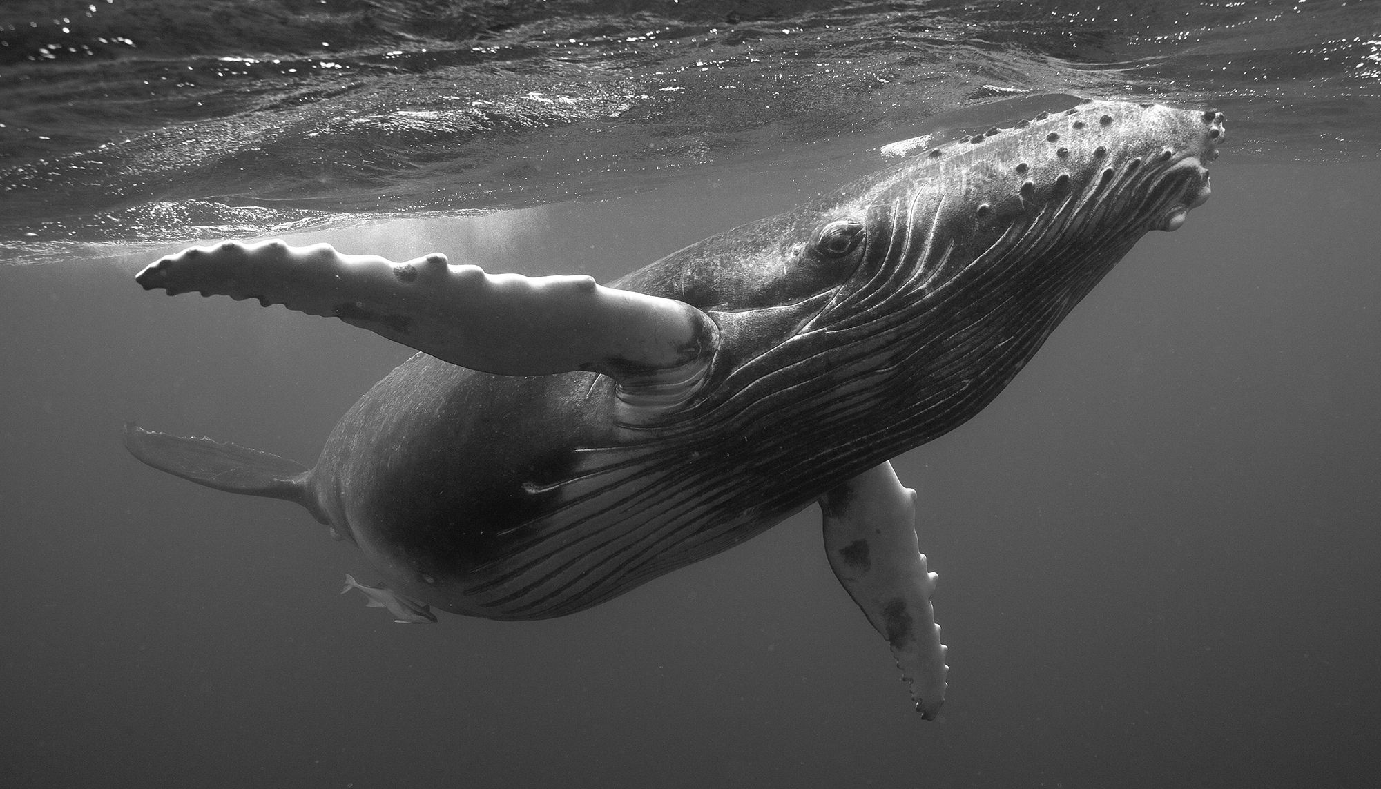 Humpback Whale Calf II, 2006