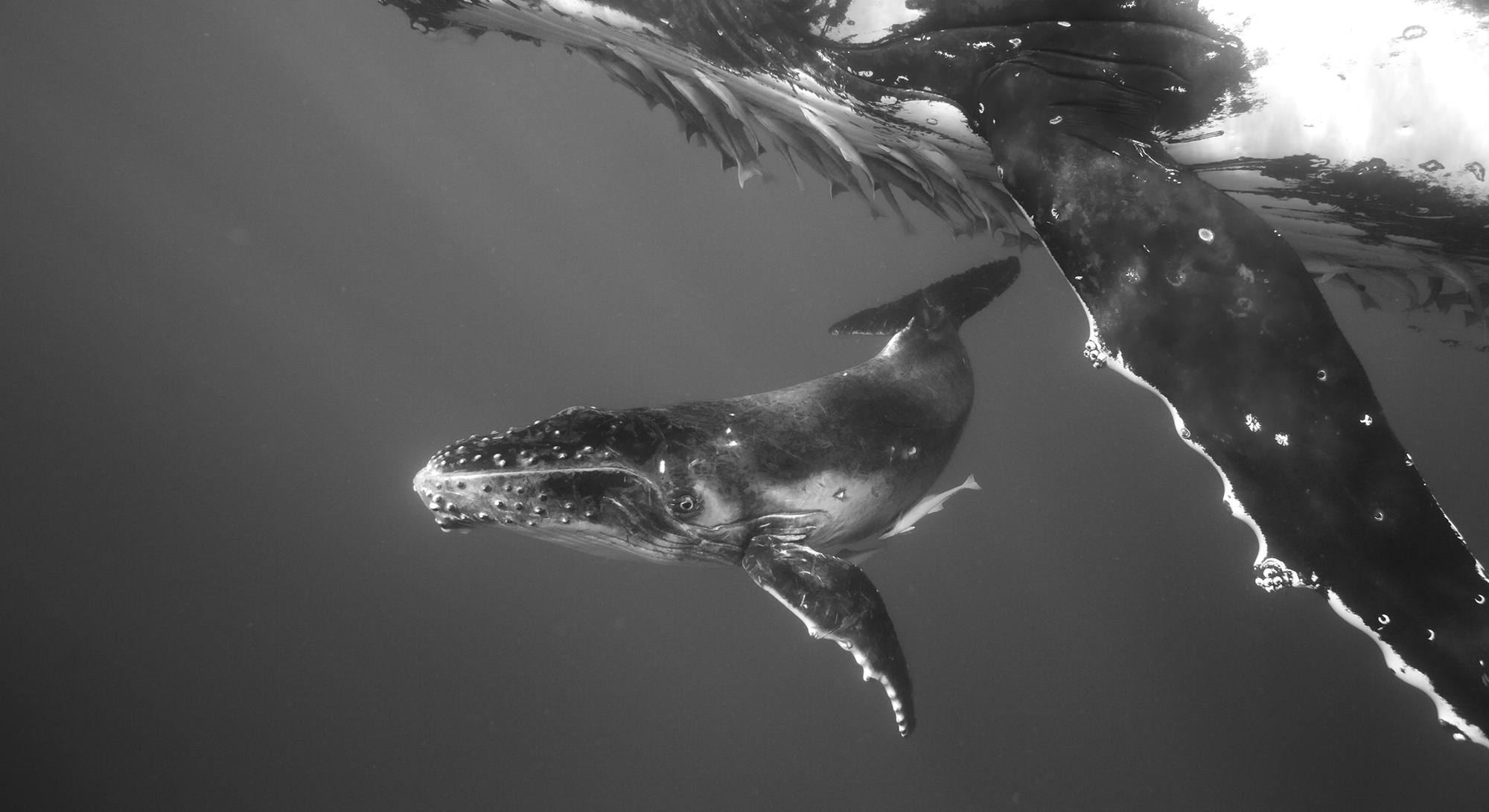 Humpback Whale Mother and Calf II, 2005