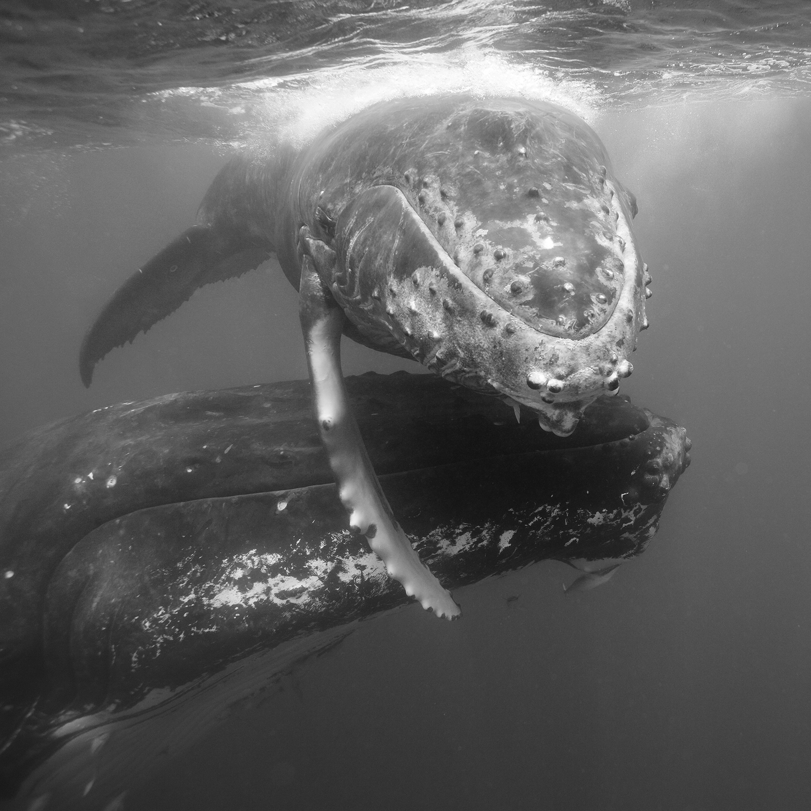 Humpback Whale Mother and Calf III, 2006