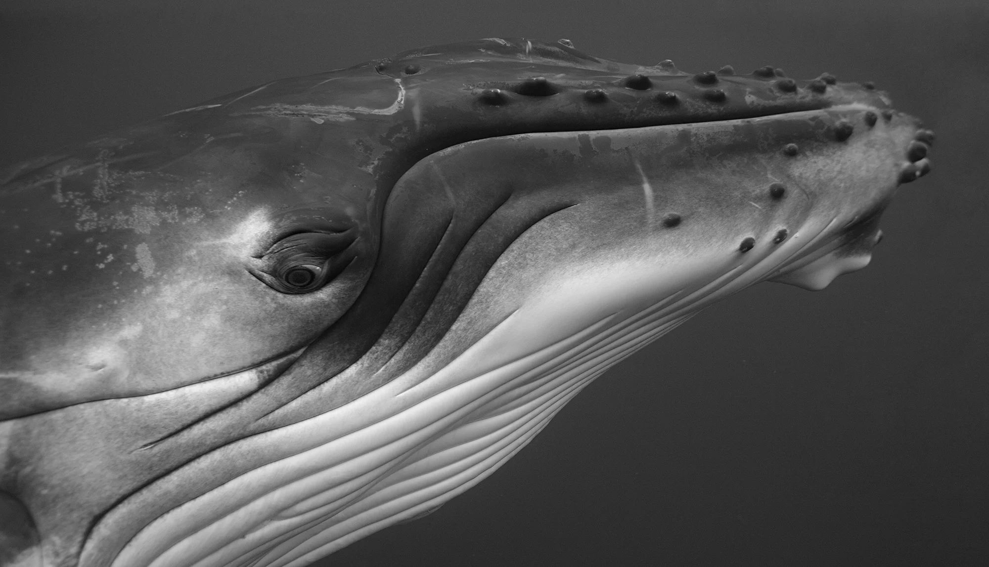 Humpback Whale Calf I, 2006