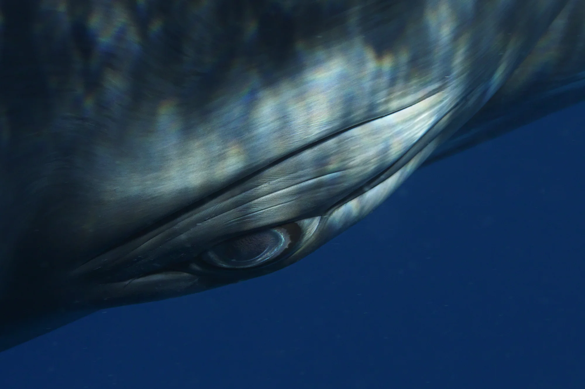 Minke Whale Portrait 1294 - Detail