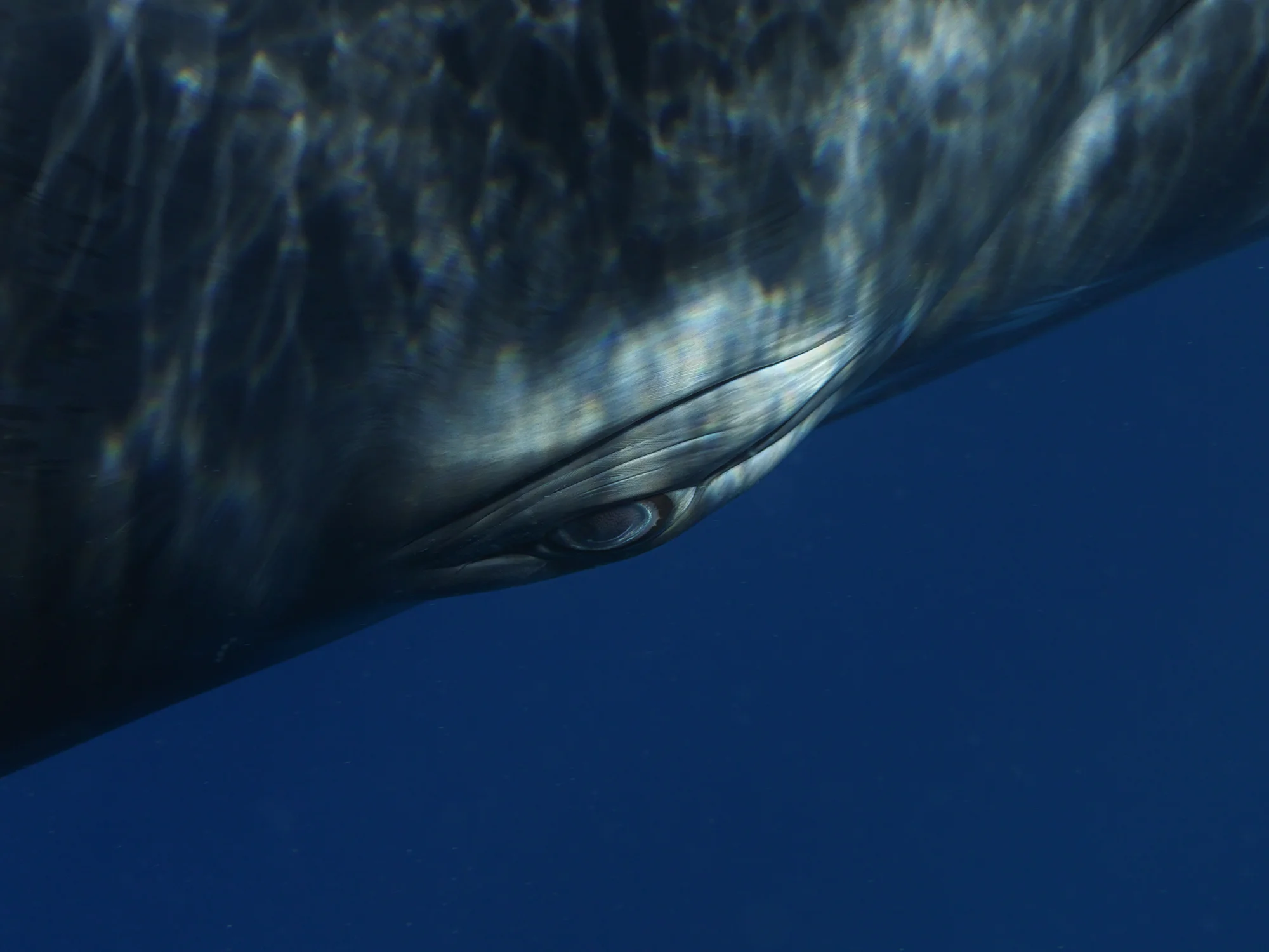 Minke Whale Portrait 1294, 2009