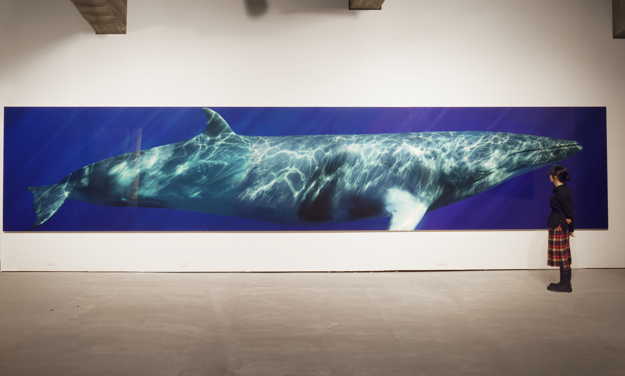 Minke Whale Composite I, 2009