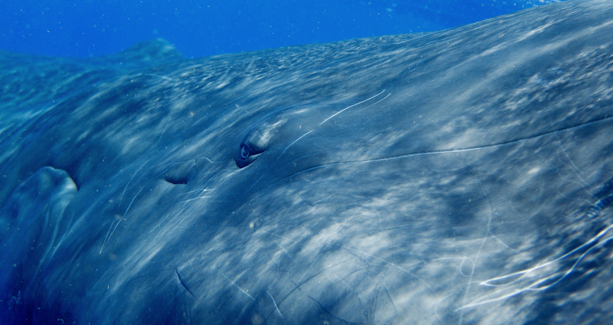 Sperm Whale Portrait 0456, 2009