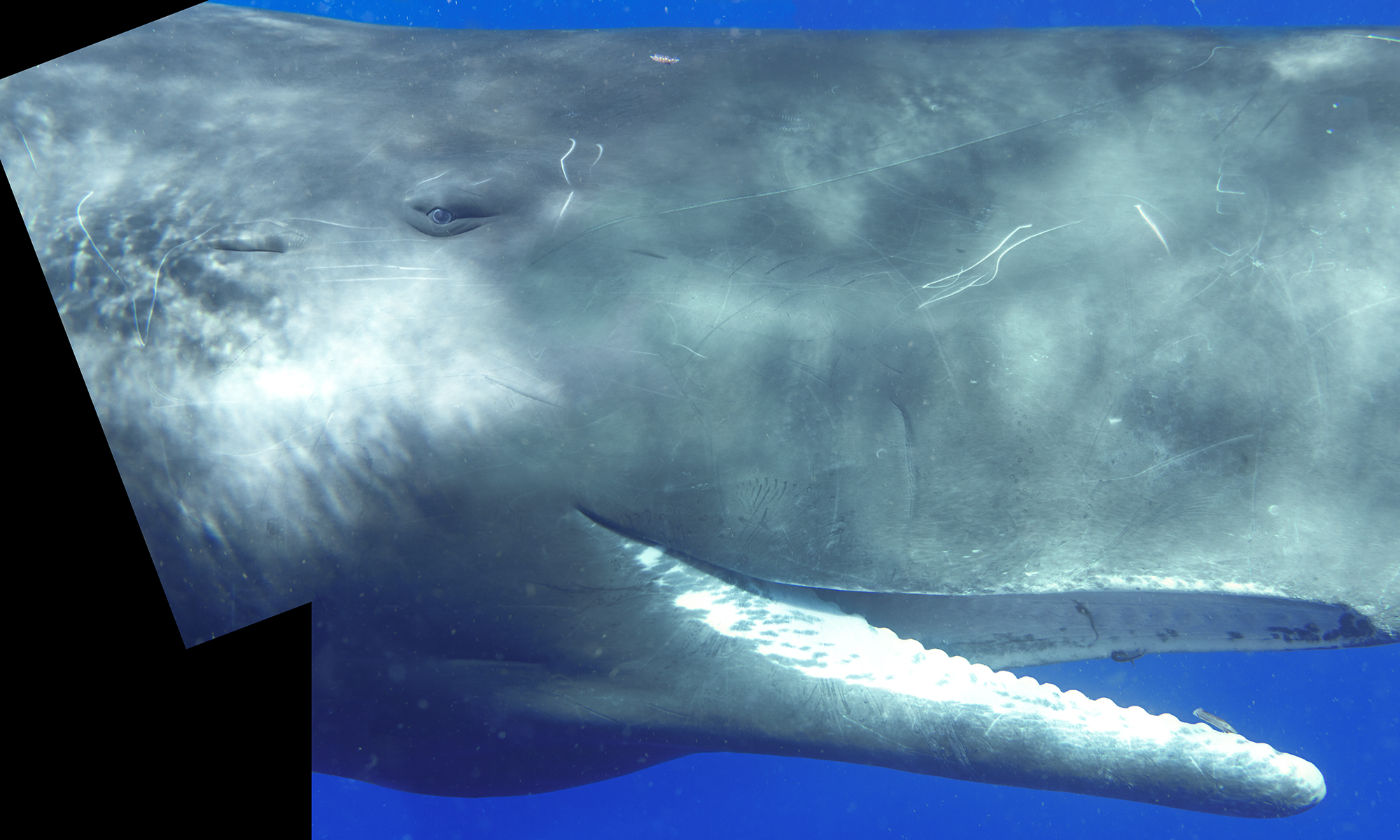 Sperm Whale Composite Portrait I, 2009