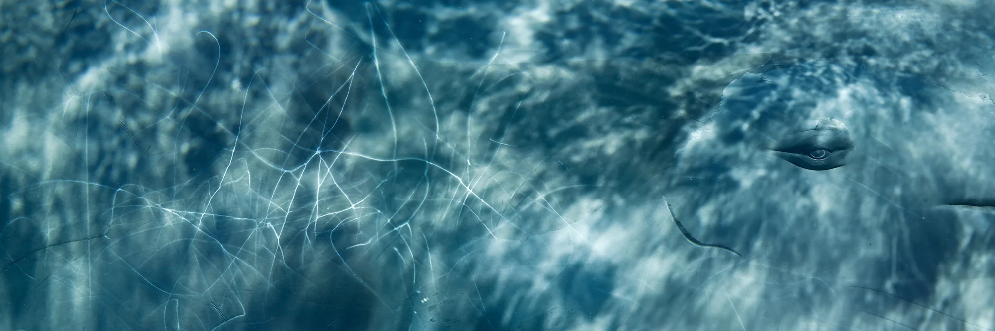 Sperm Whale Composite Portrait II, 2011