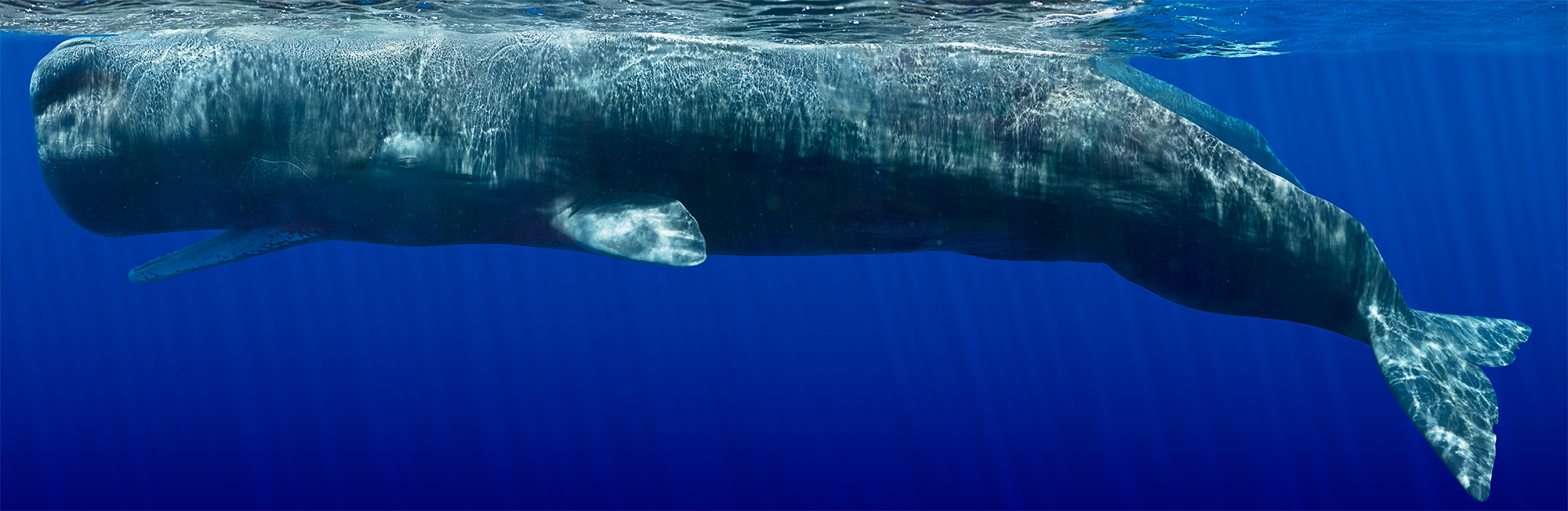 Sperm Whale Composite II, 2011