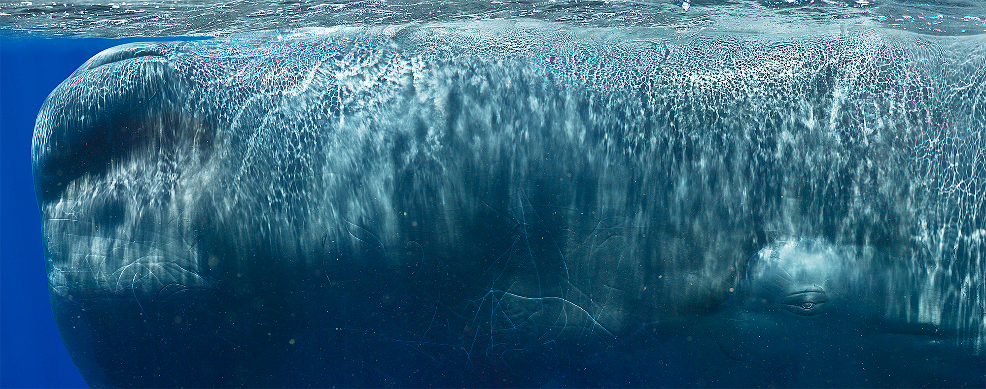 Sperm Whale Composite II - Detail