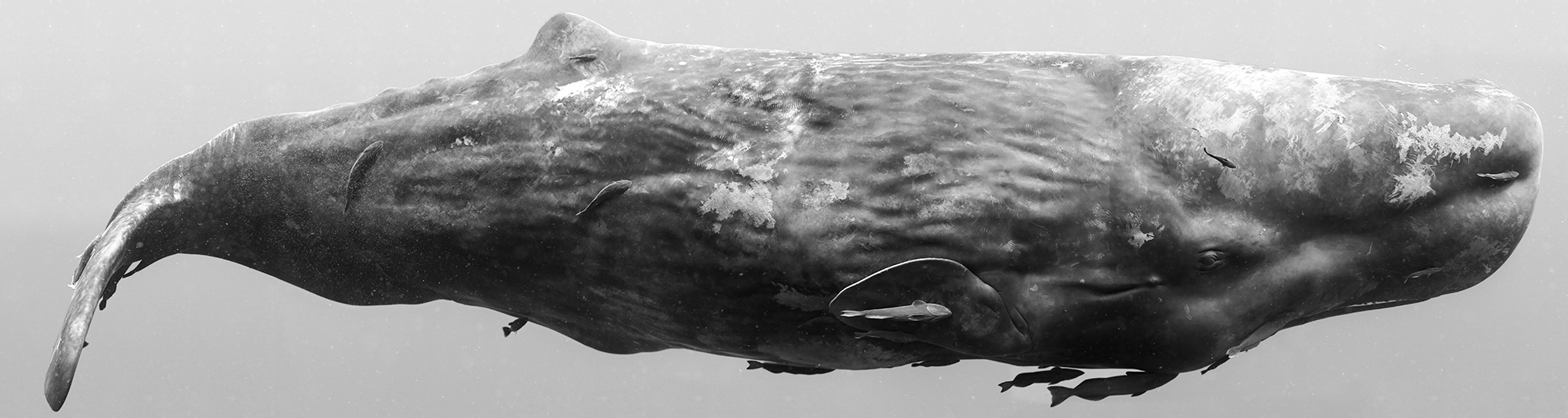 Sperm Whale Composite I, 2009