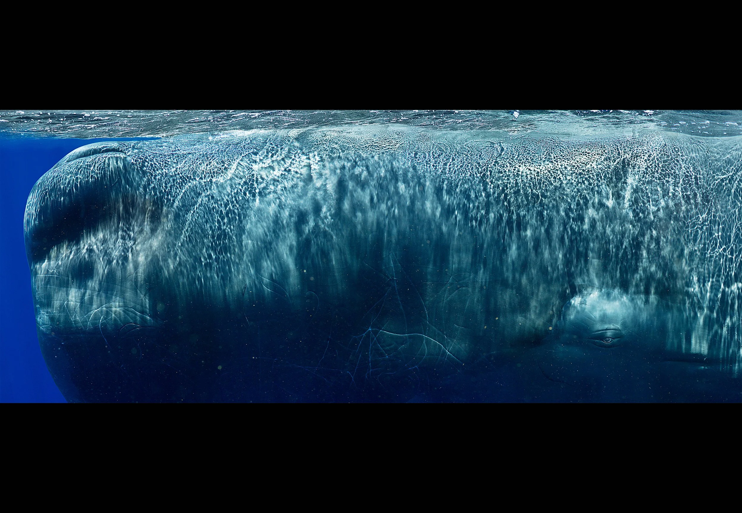 Bryant Austin - Sperm Whale Composite II - Detail.jpg