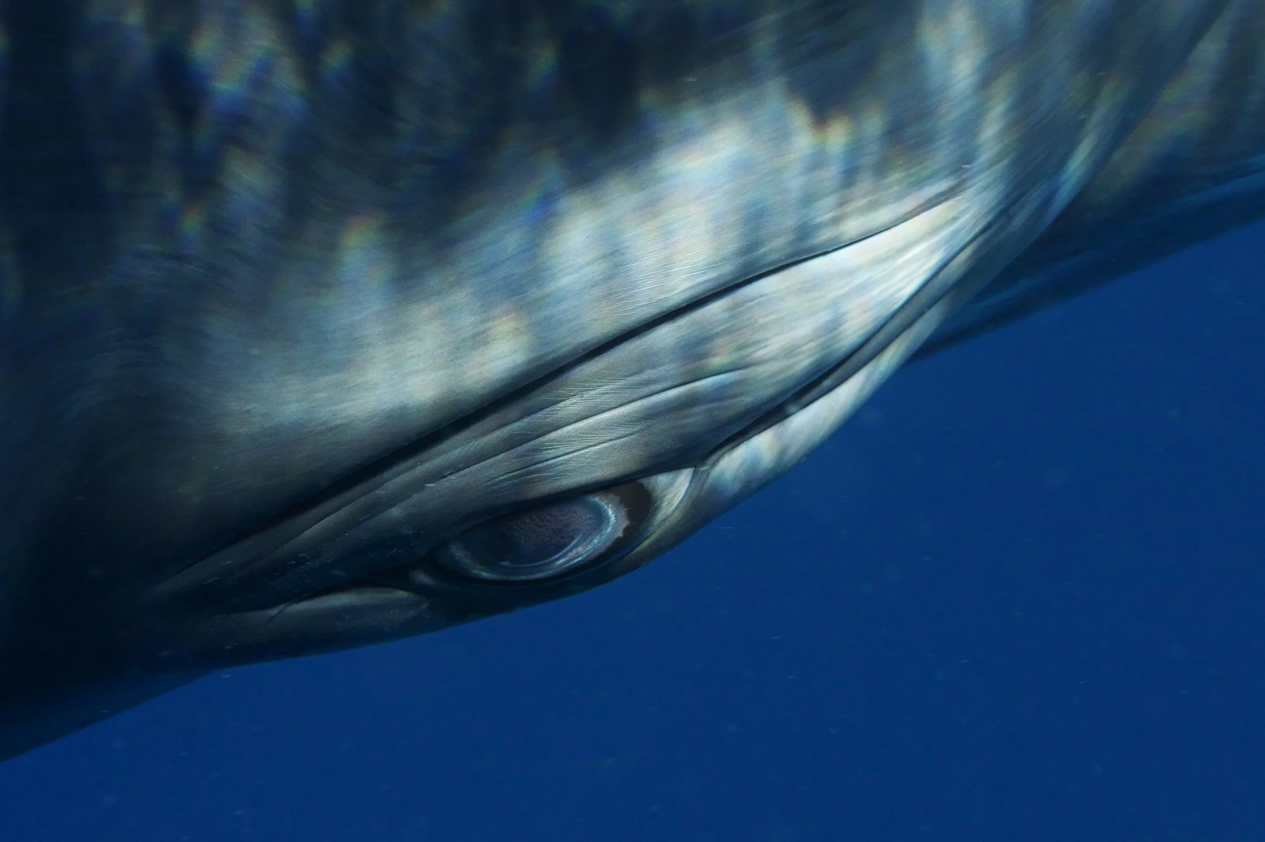 Bryant Austin - Minke Whale Portrait__1294 24X36.jpg