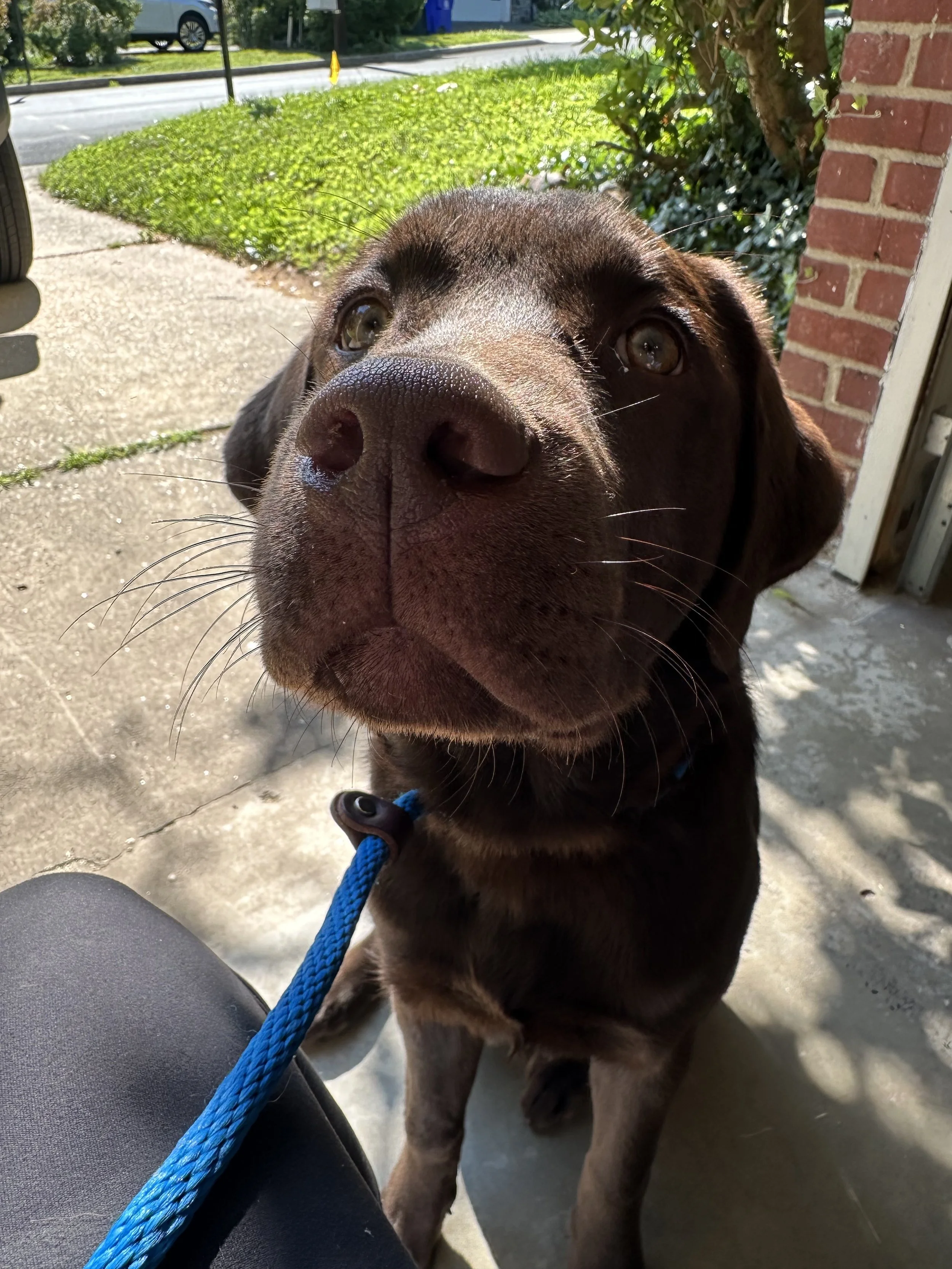 Dog Daycare vs. Day Training: What’s Best for Your Canine Companion?