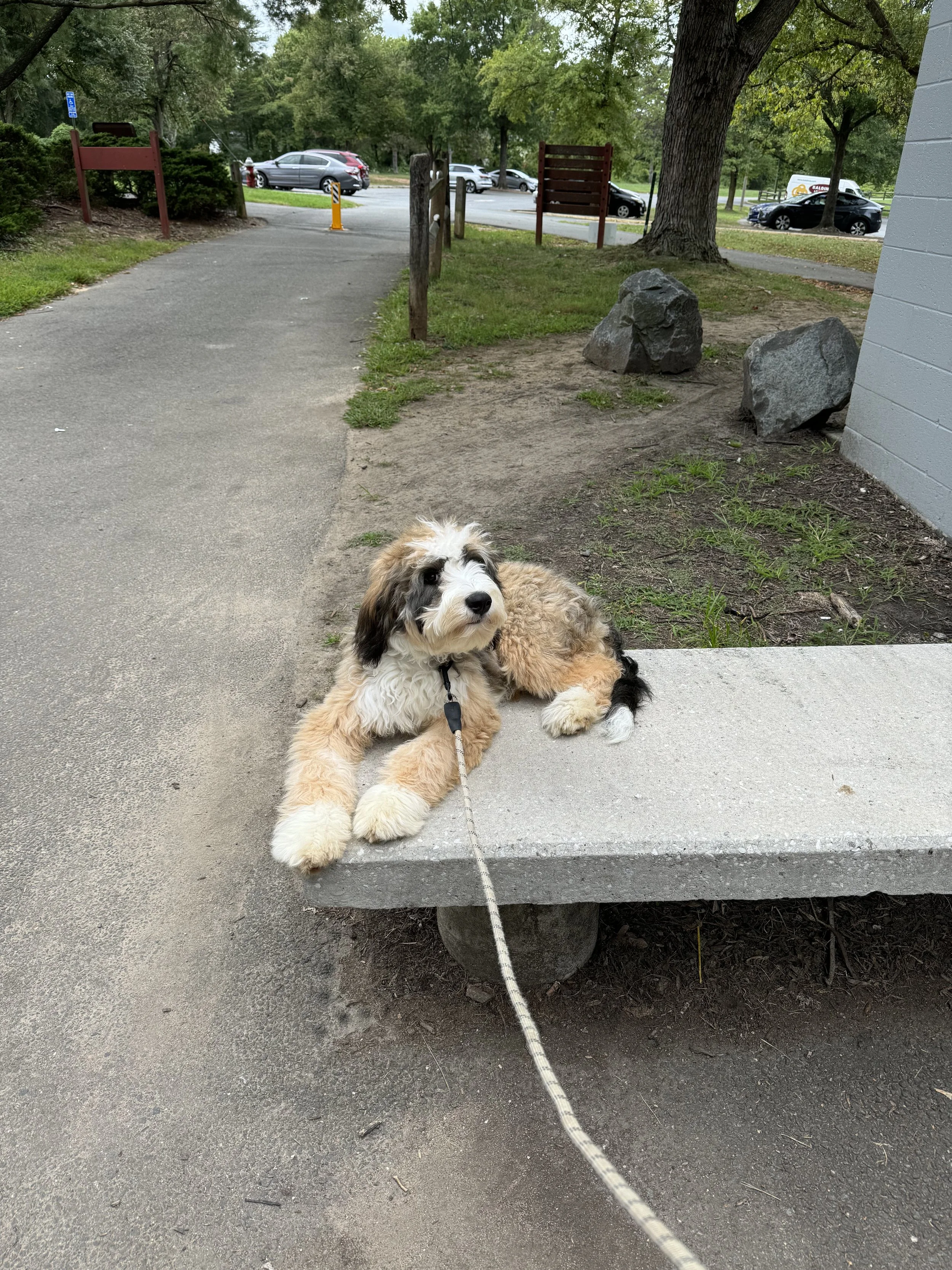 Letting Kids Handle Your Dog: How Old Does Your Child Need to Be?