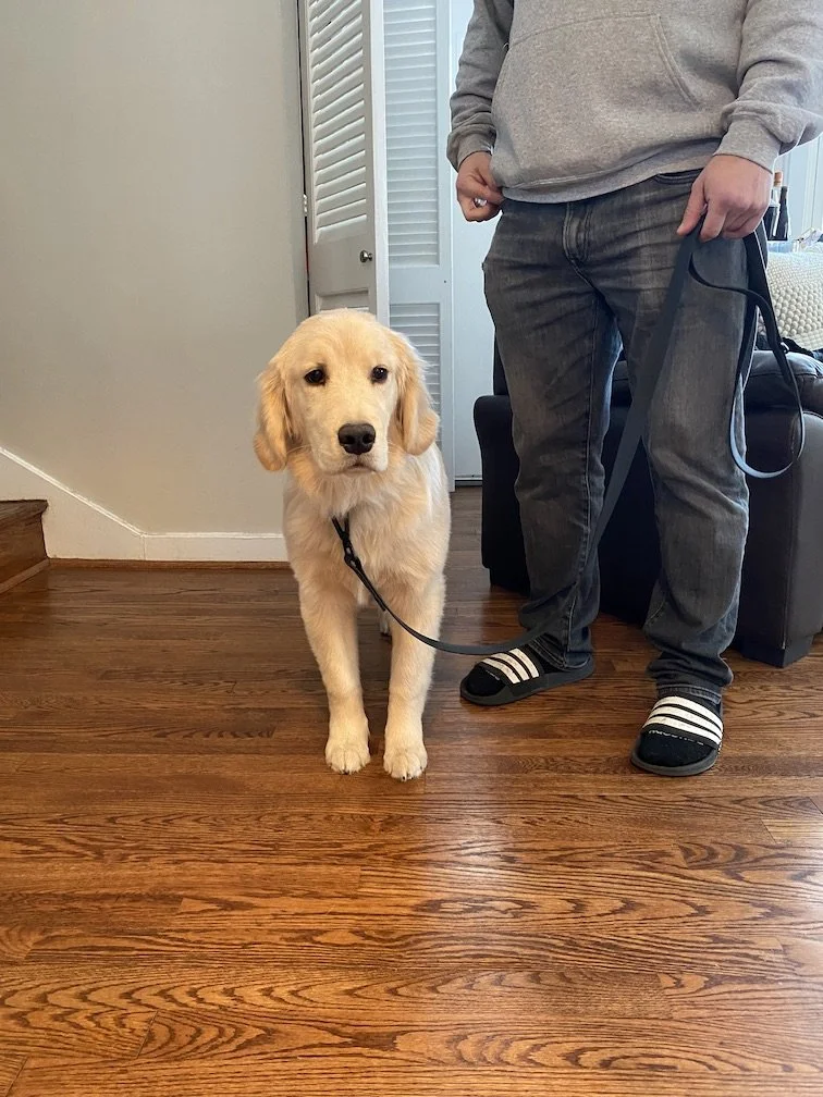 Dog Board And Train Programs Northern VA Young Dog Training Arlington VA