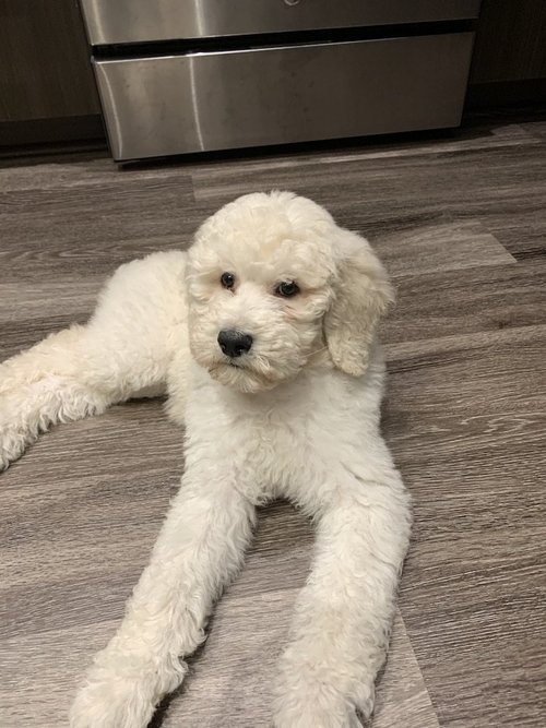 Pricing Dog Training Northern Virginia