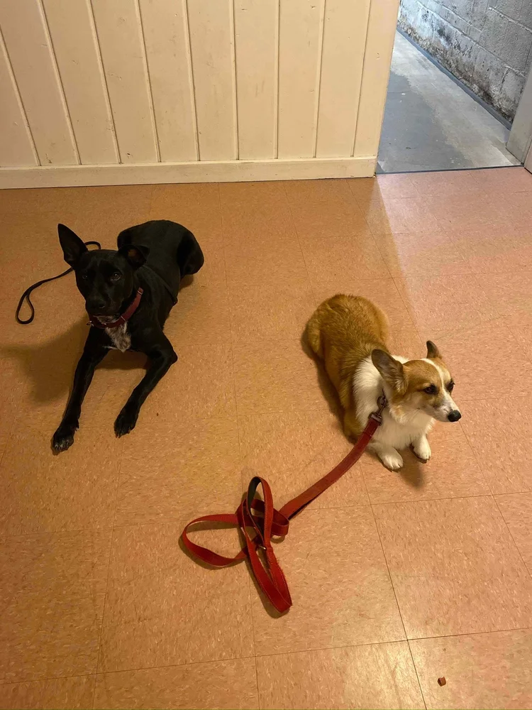 Dog Trainers Arlington VA In Home Dog Training Northern VA