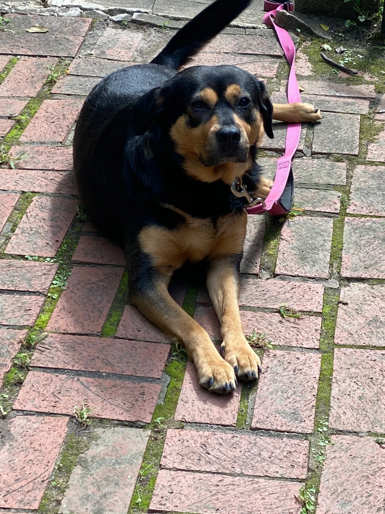 Why Is Professional Dog Training Important?