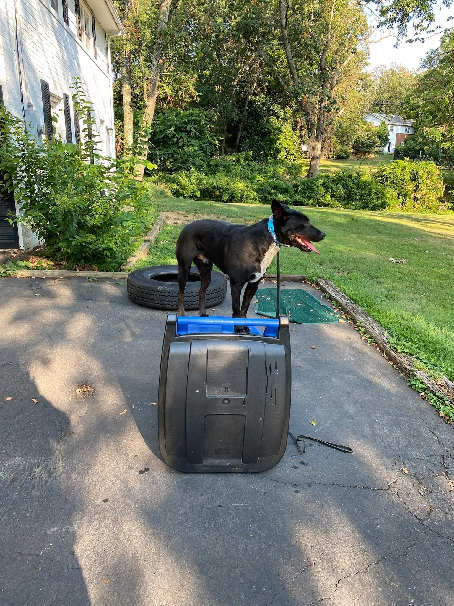 Identifying Boundaries, Limits, and Rules BEFORE You Bring Your Dog Home