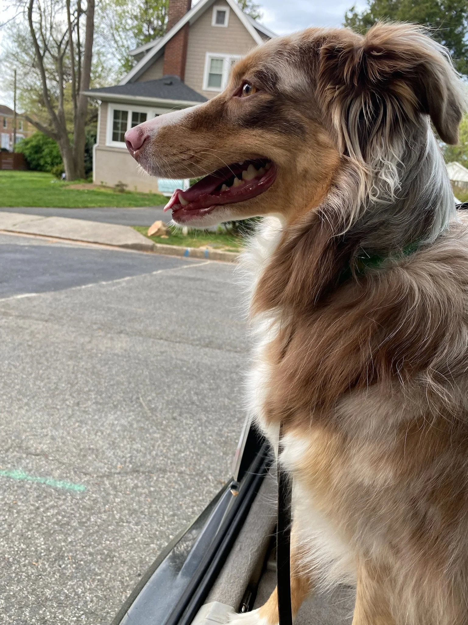 Is My Dog Too Old for Training?