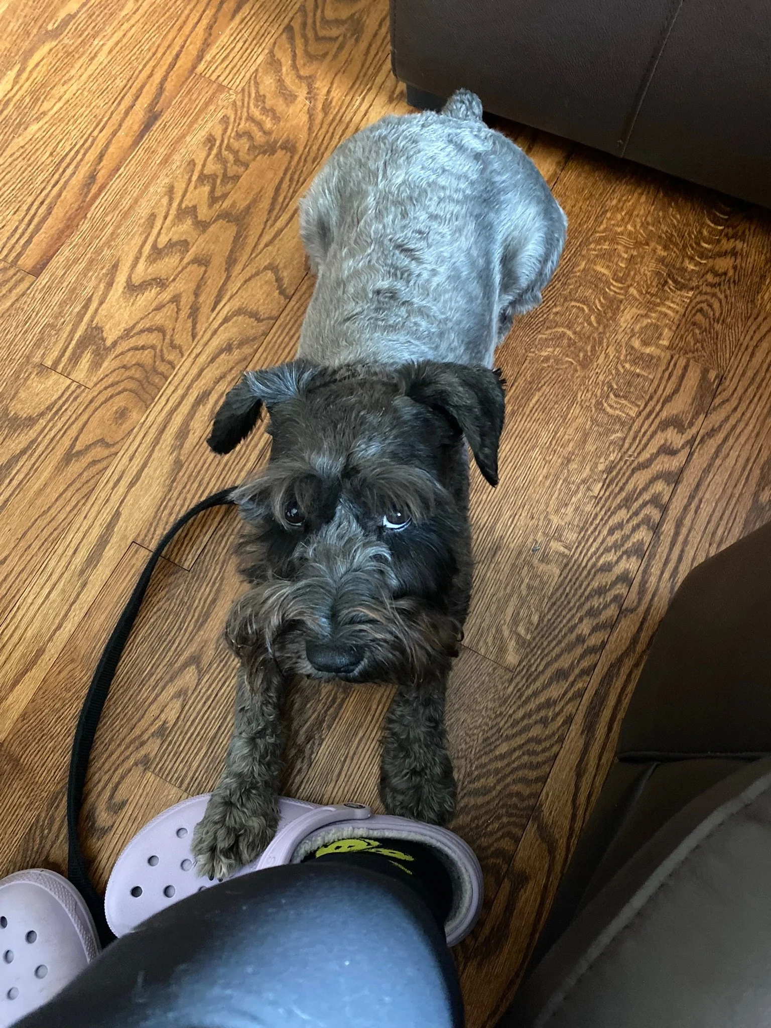 Are Dog Training Collars Effective and Humane?